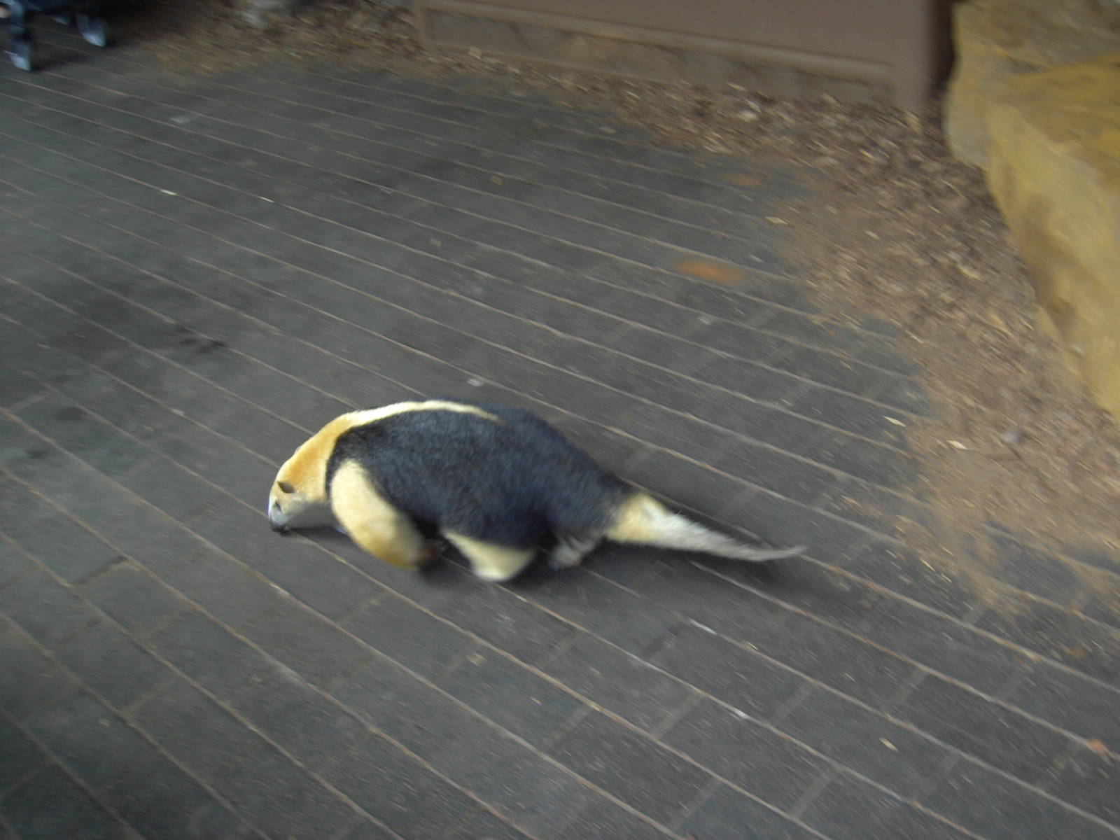 Southern Tamandua