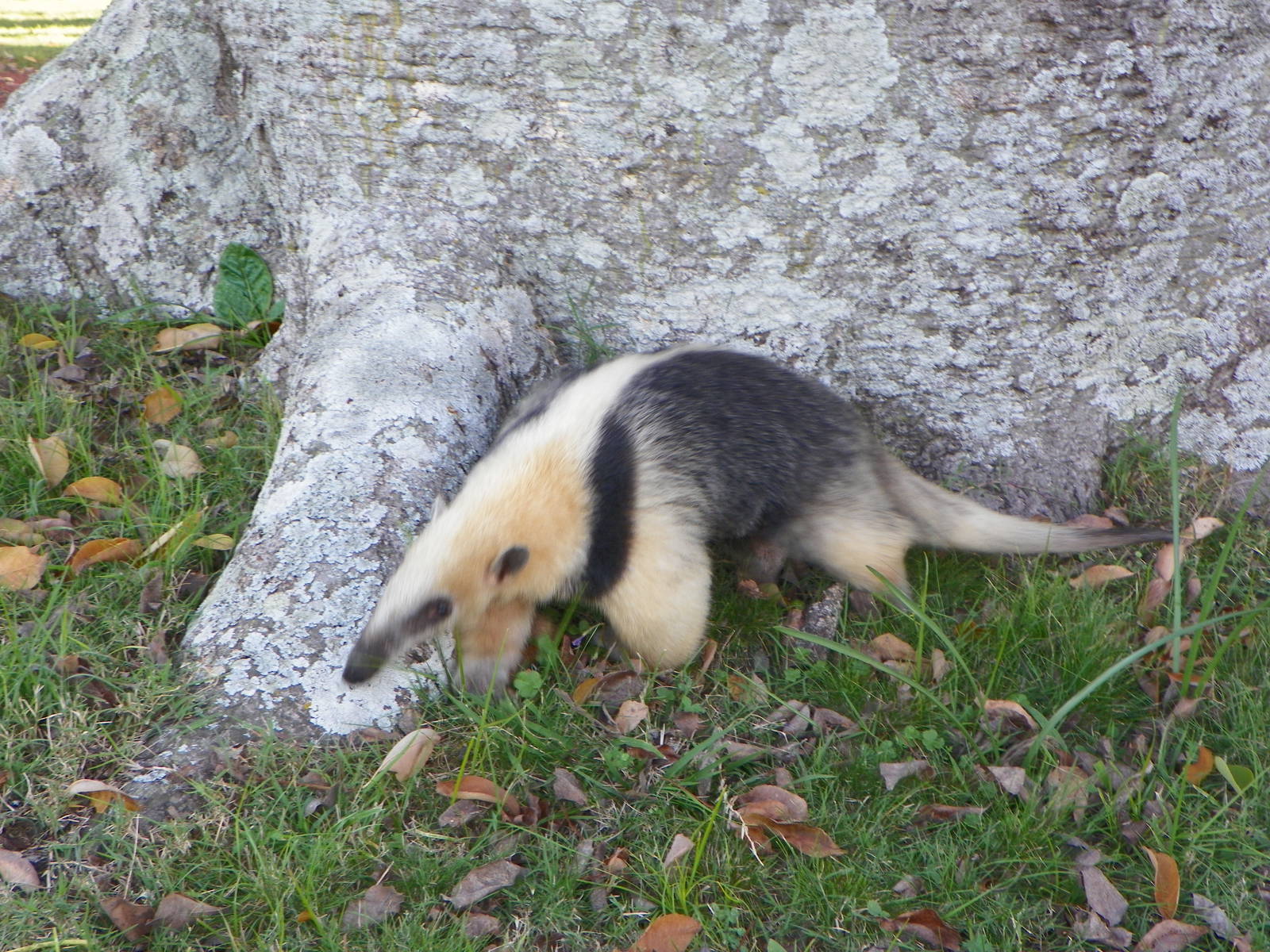 Southern Tamandua