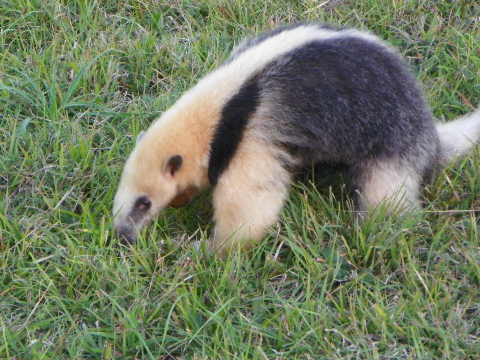 Southern Tamandua