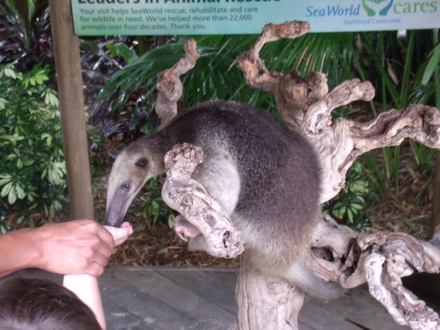 Southern Tamandua