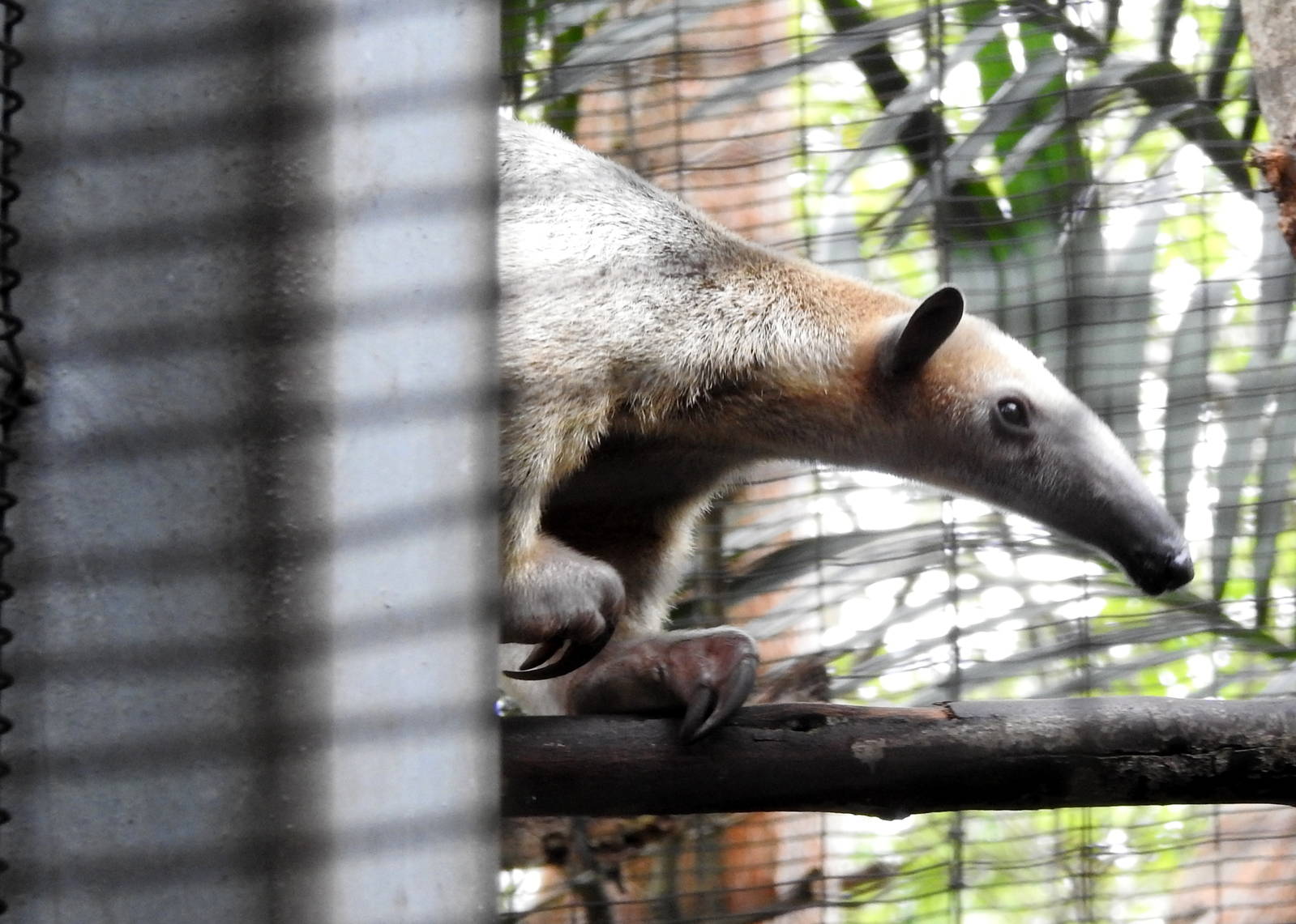 Southern Tamandua