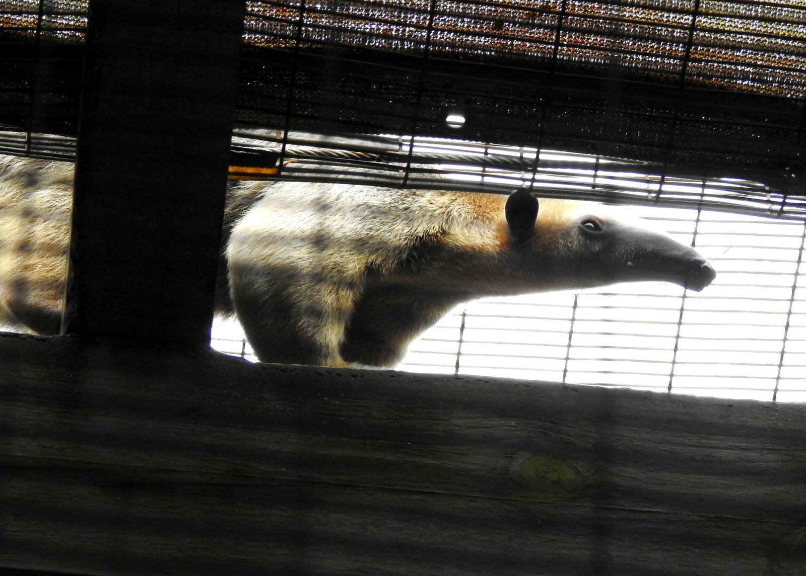 Southern Tamandua