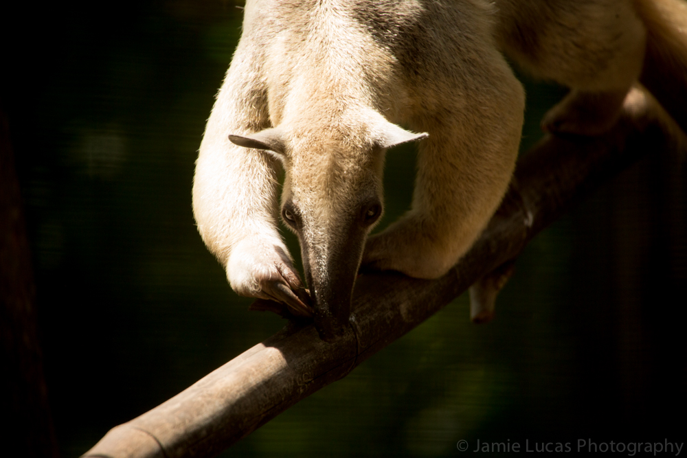 Southern Tamandua