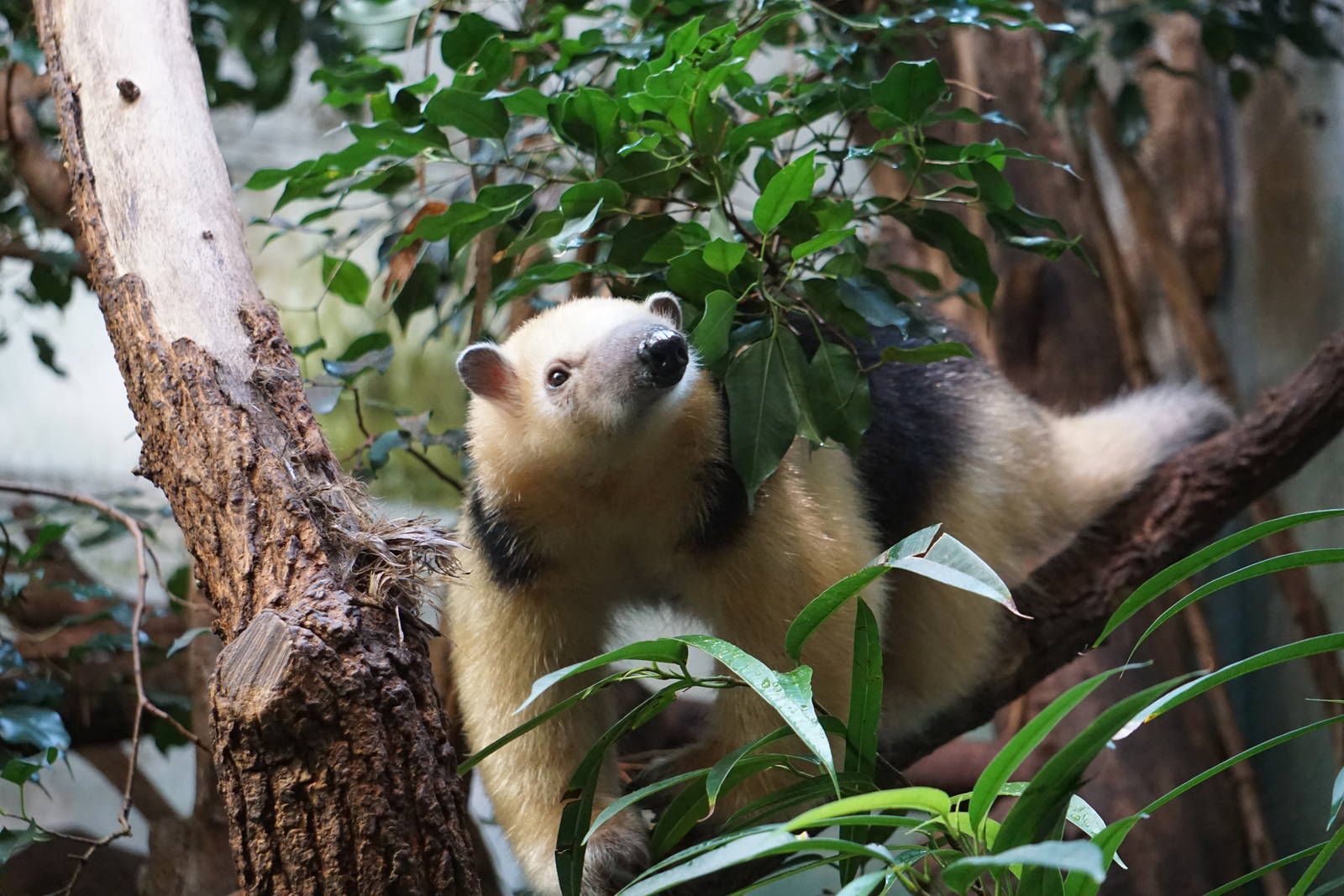 Southern Tamandua