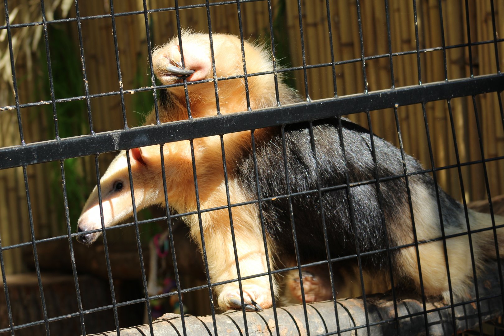 Southern Tamandua