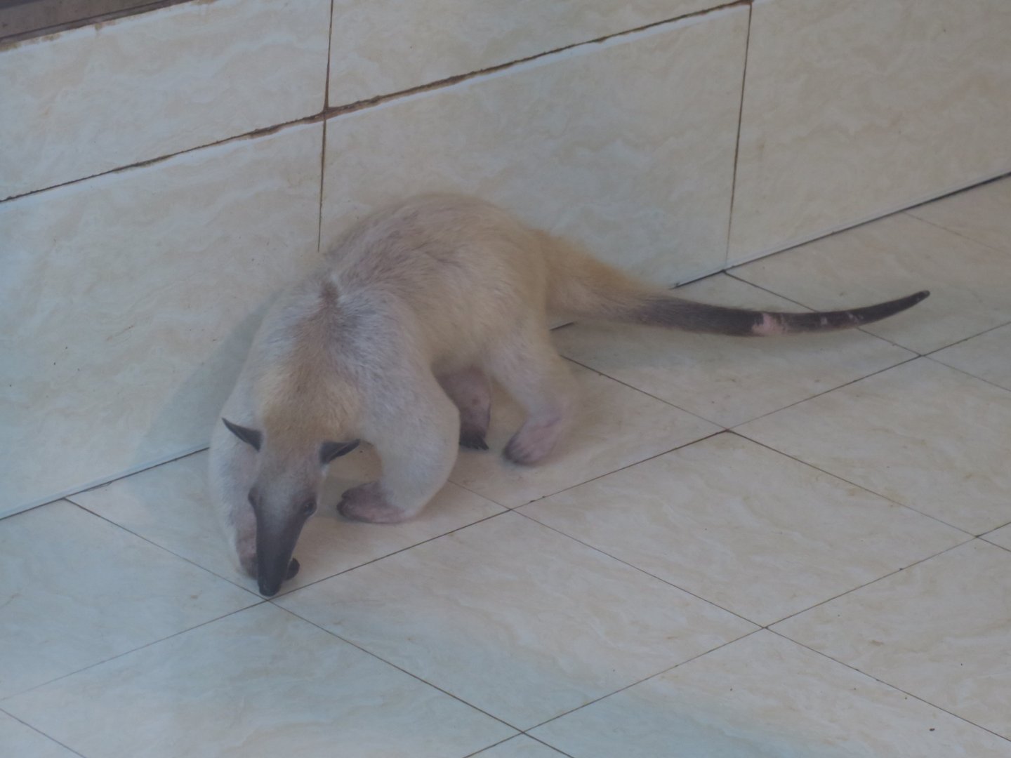 southern tamandua