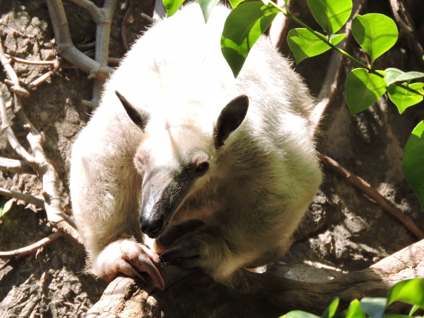 Southern Tamandua