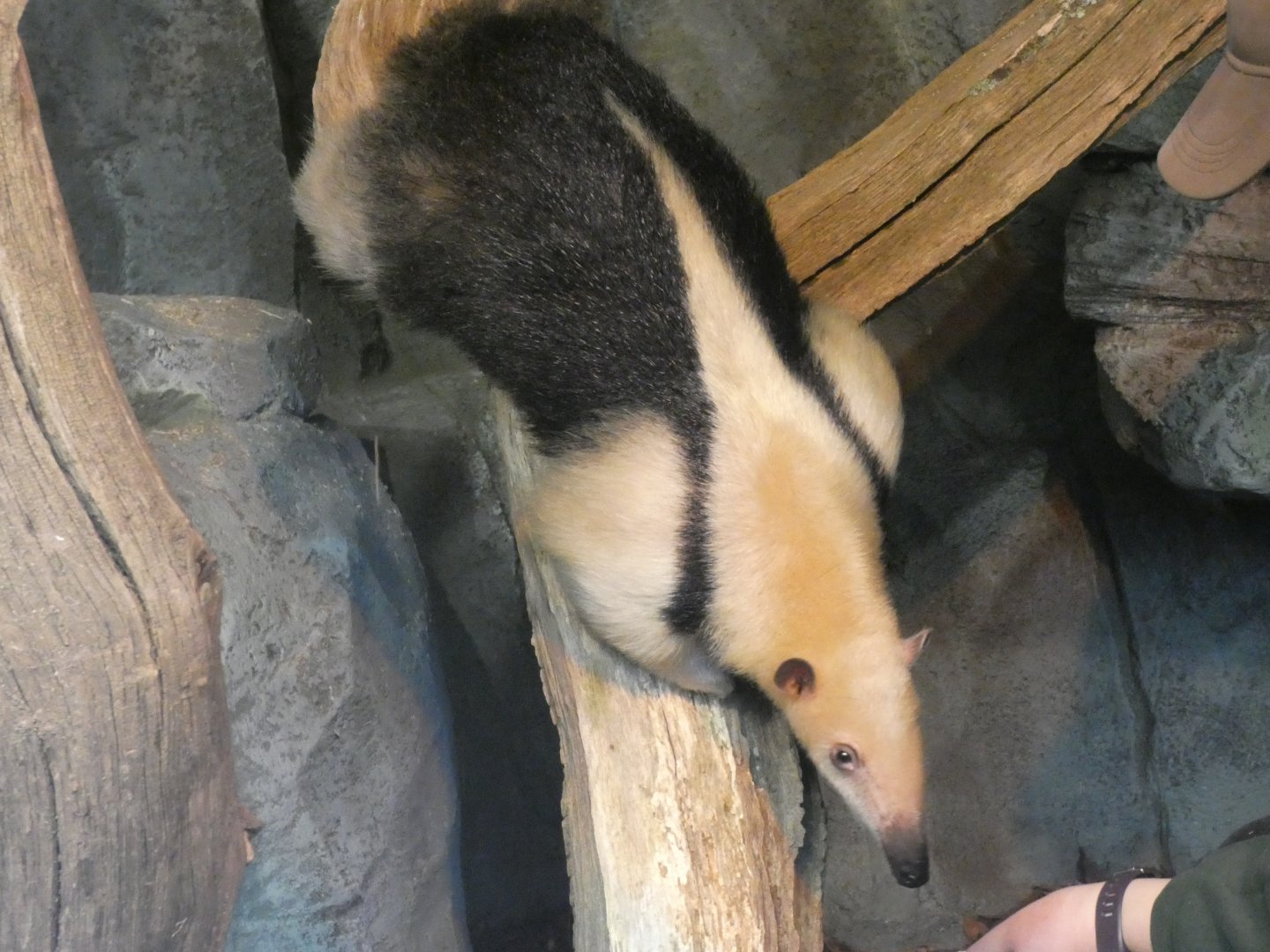 Southern Tamandua