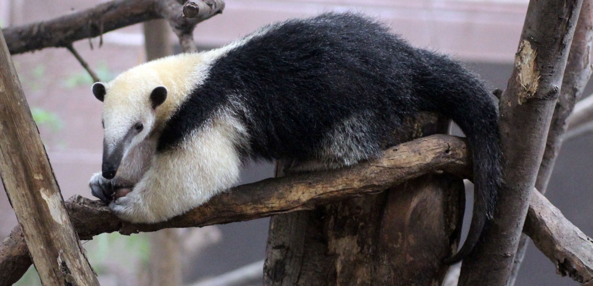 Southern Tamandua