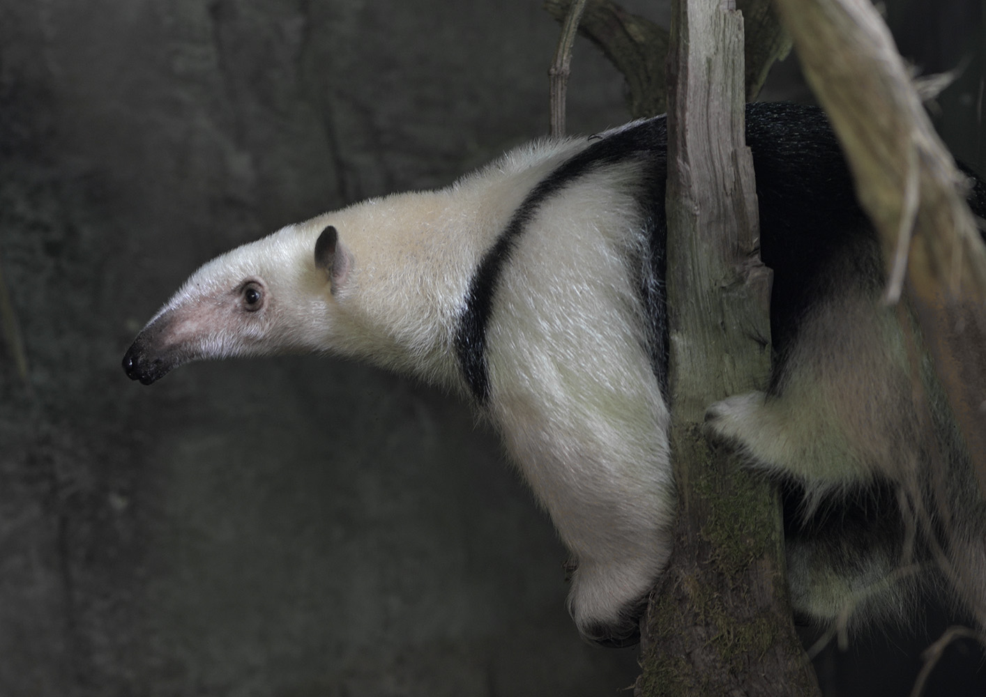 Southern tamandua
