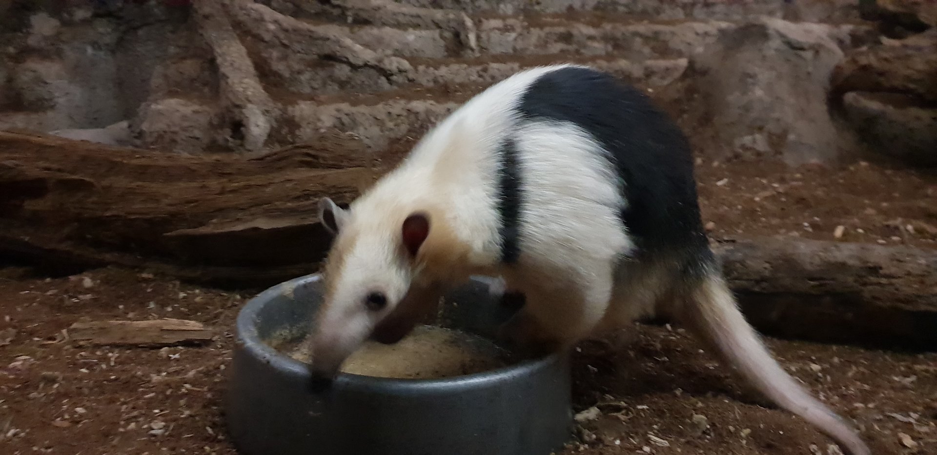 Southern tamandua