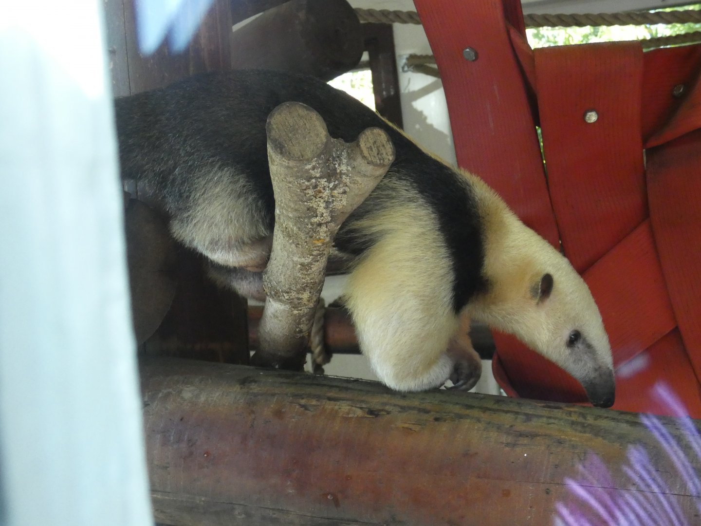 Southern Tamandua