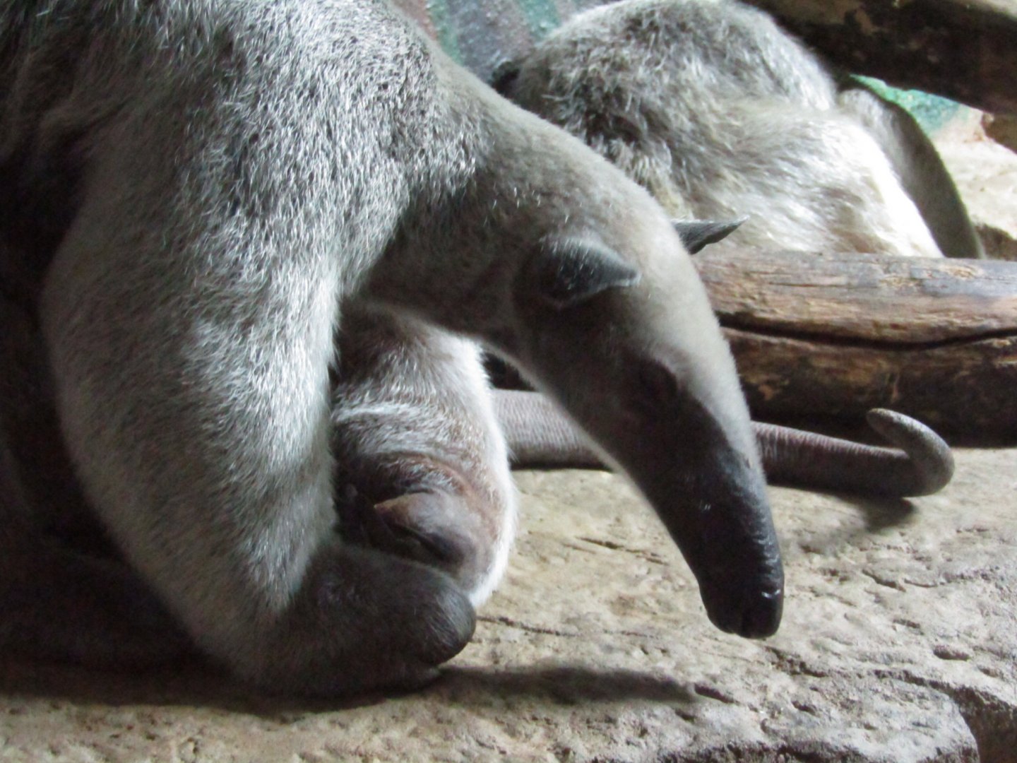 Southern Tamandua