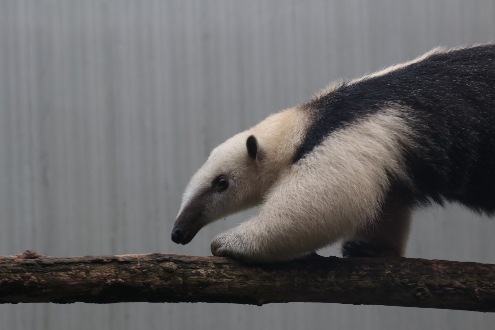 Southern tamandua