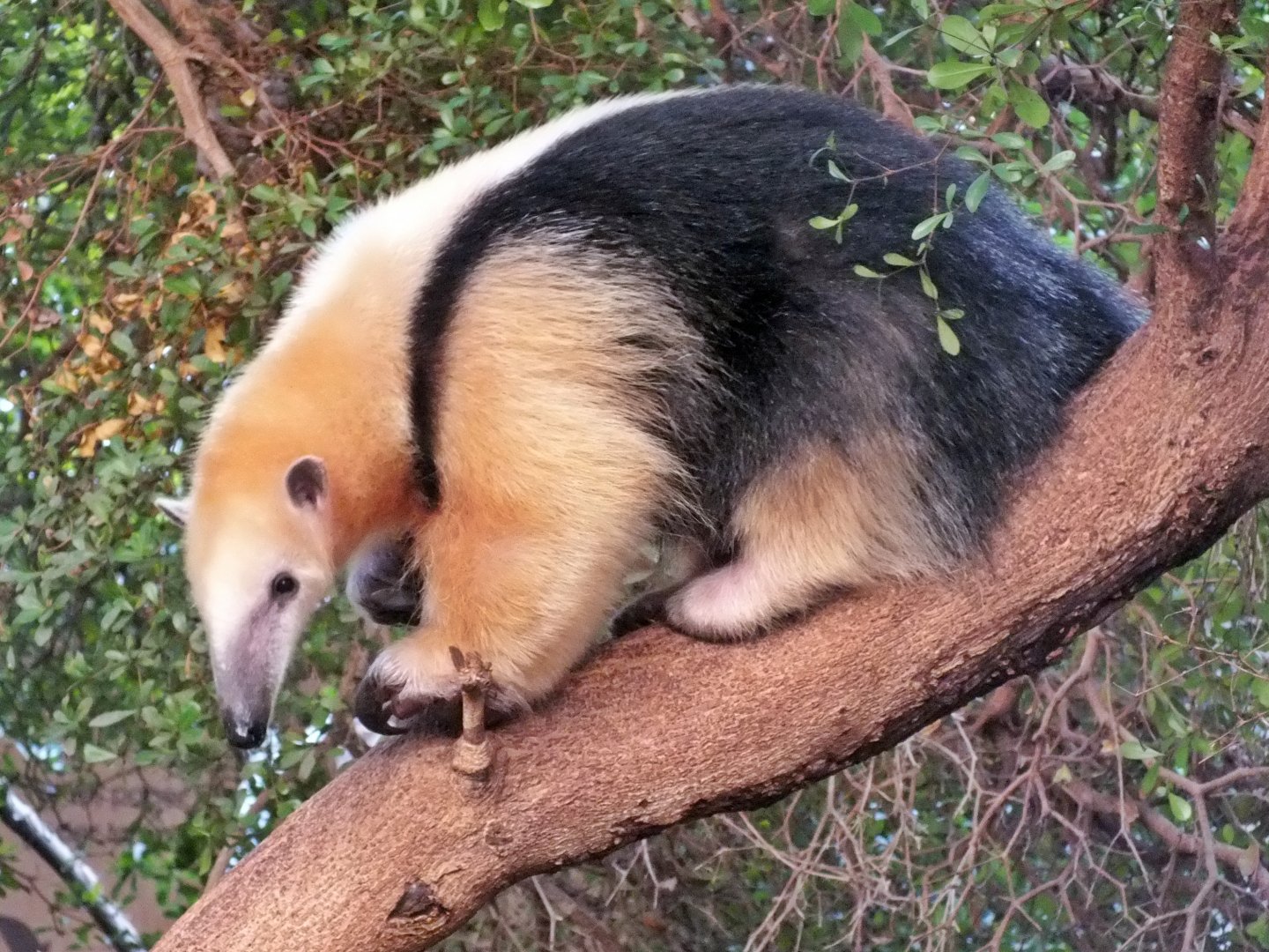 Southern tamandua