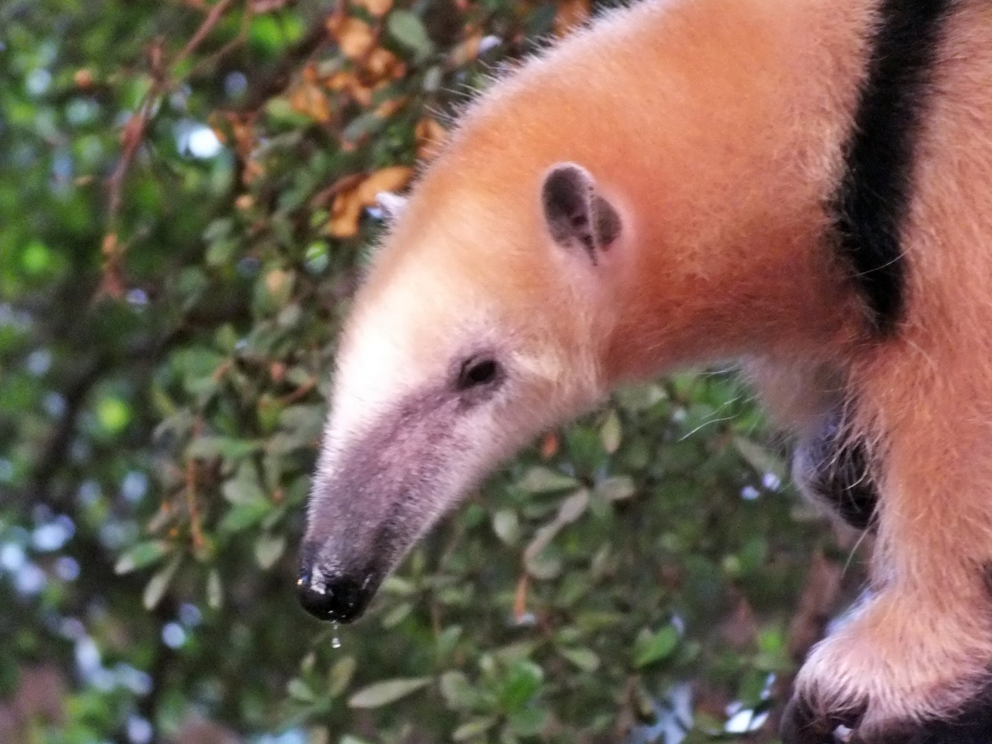 Southern tamandua