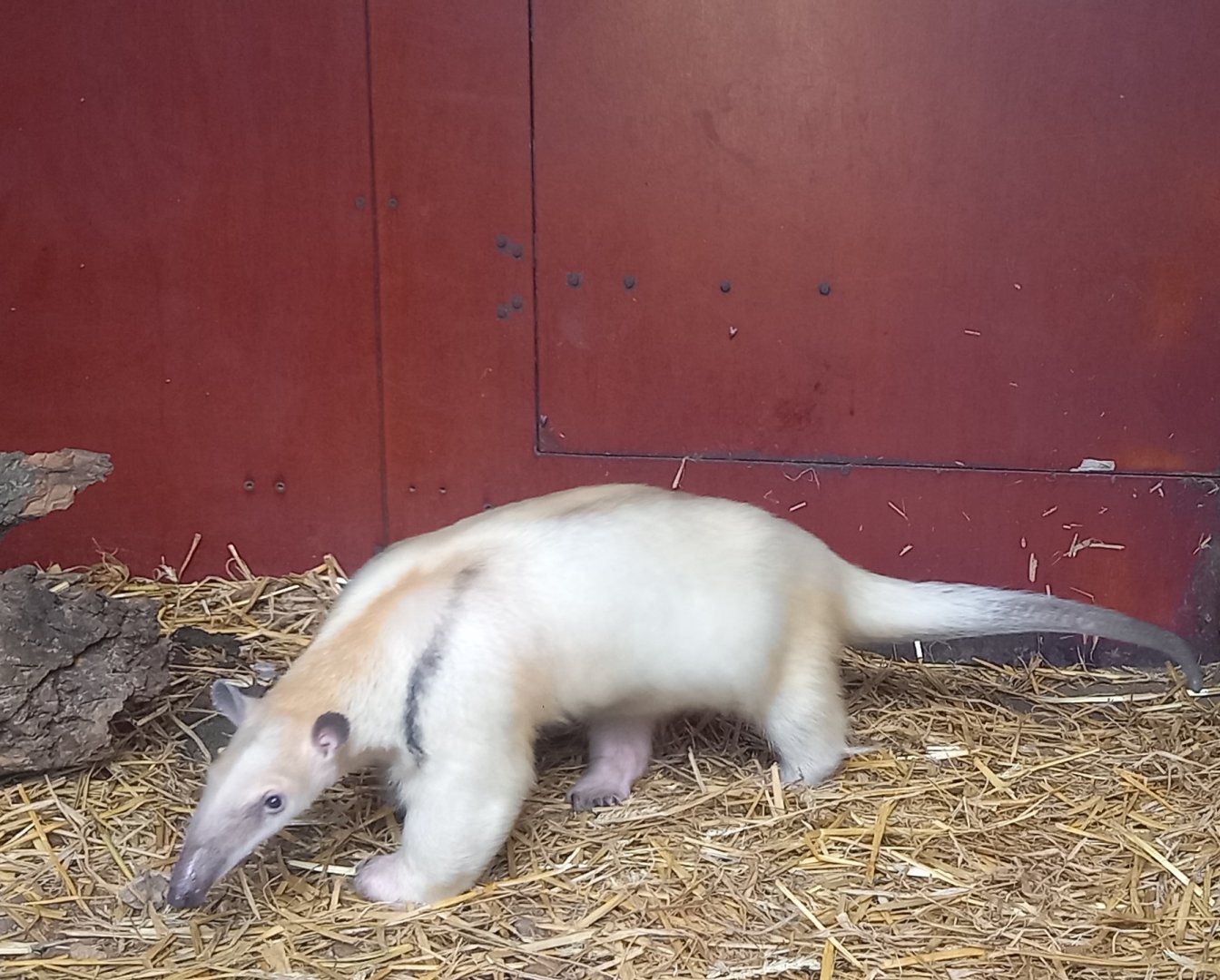 Southern tamandua