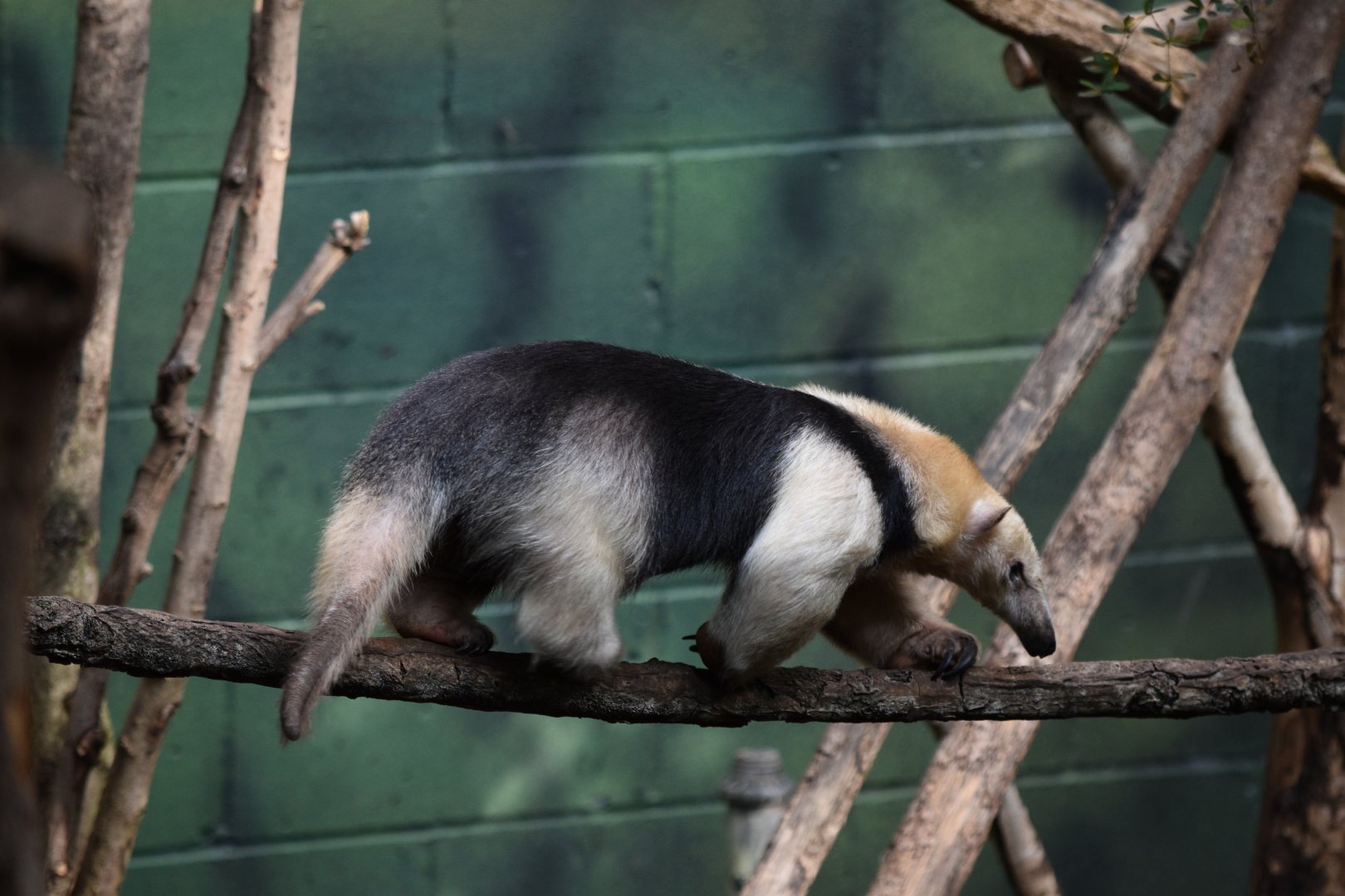Southern tamandua