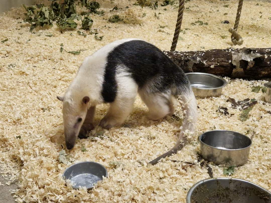 Southern Tamandua