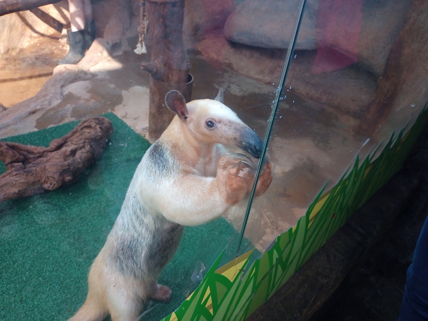 Southern tamandua