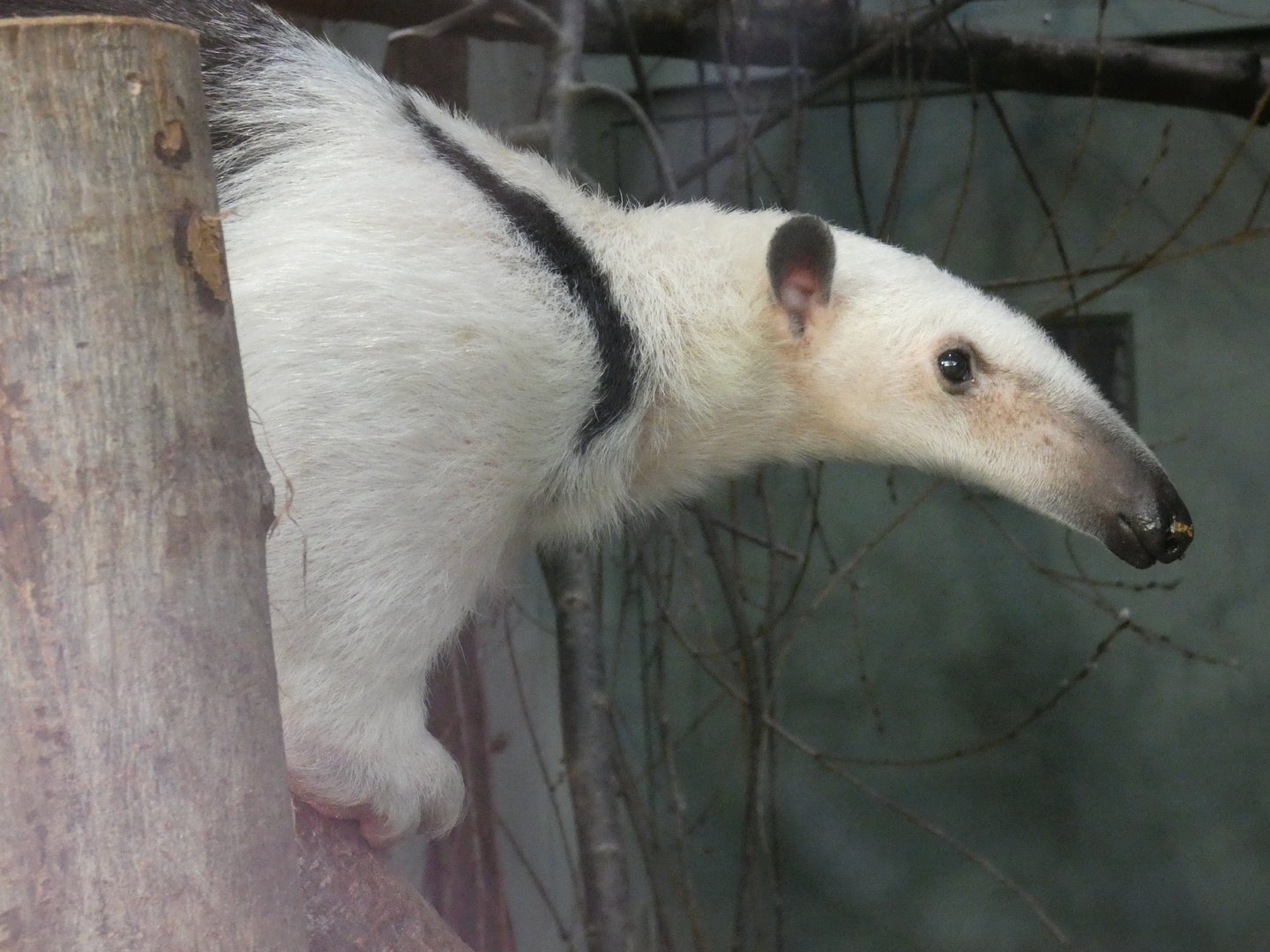 Southern tamandua