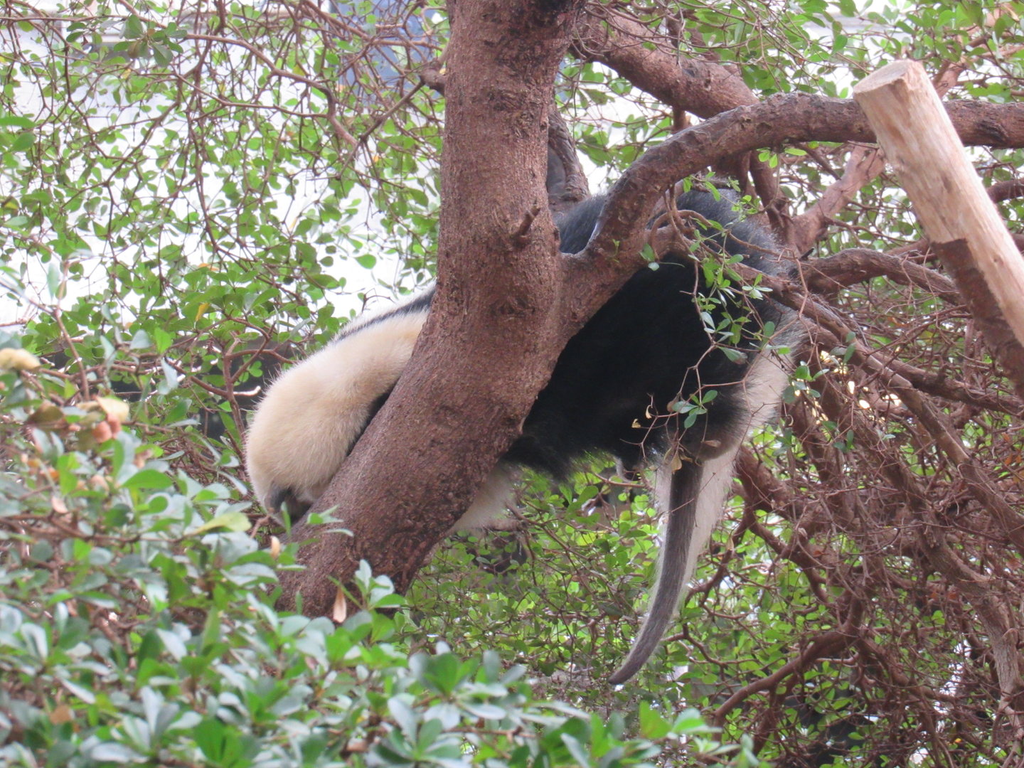 Southern Tamandua