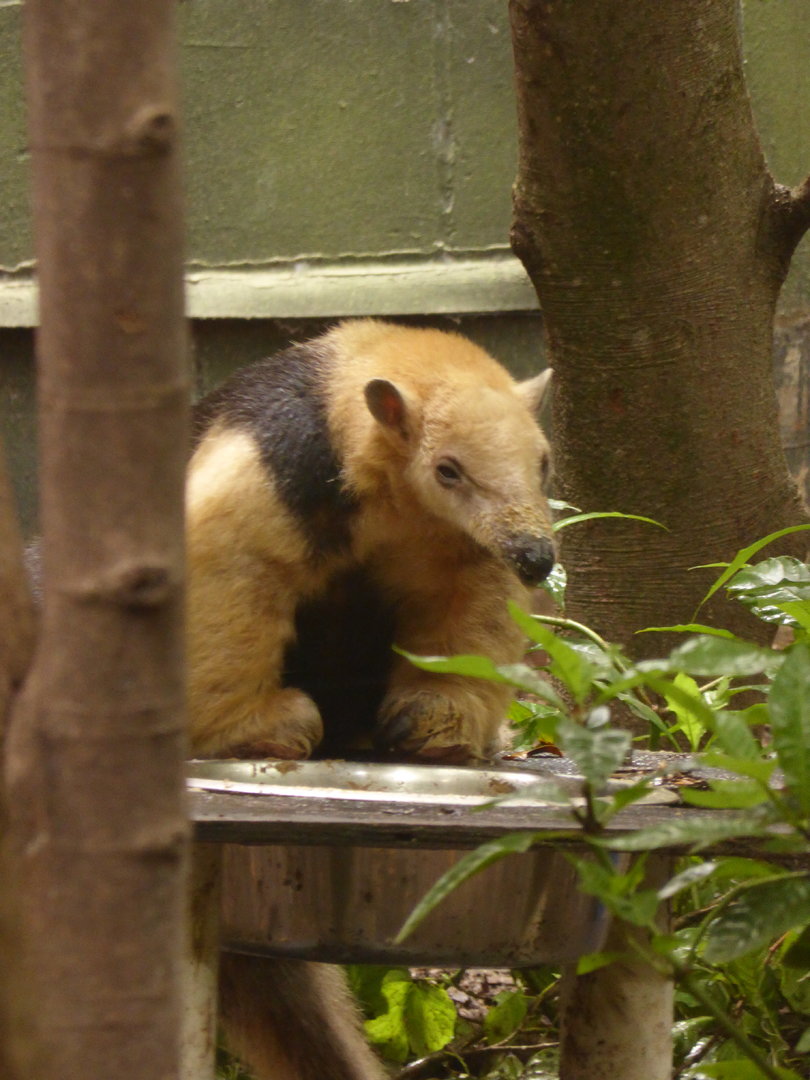 Southern Tamandua