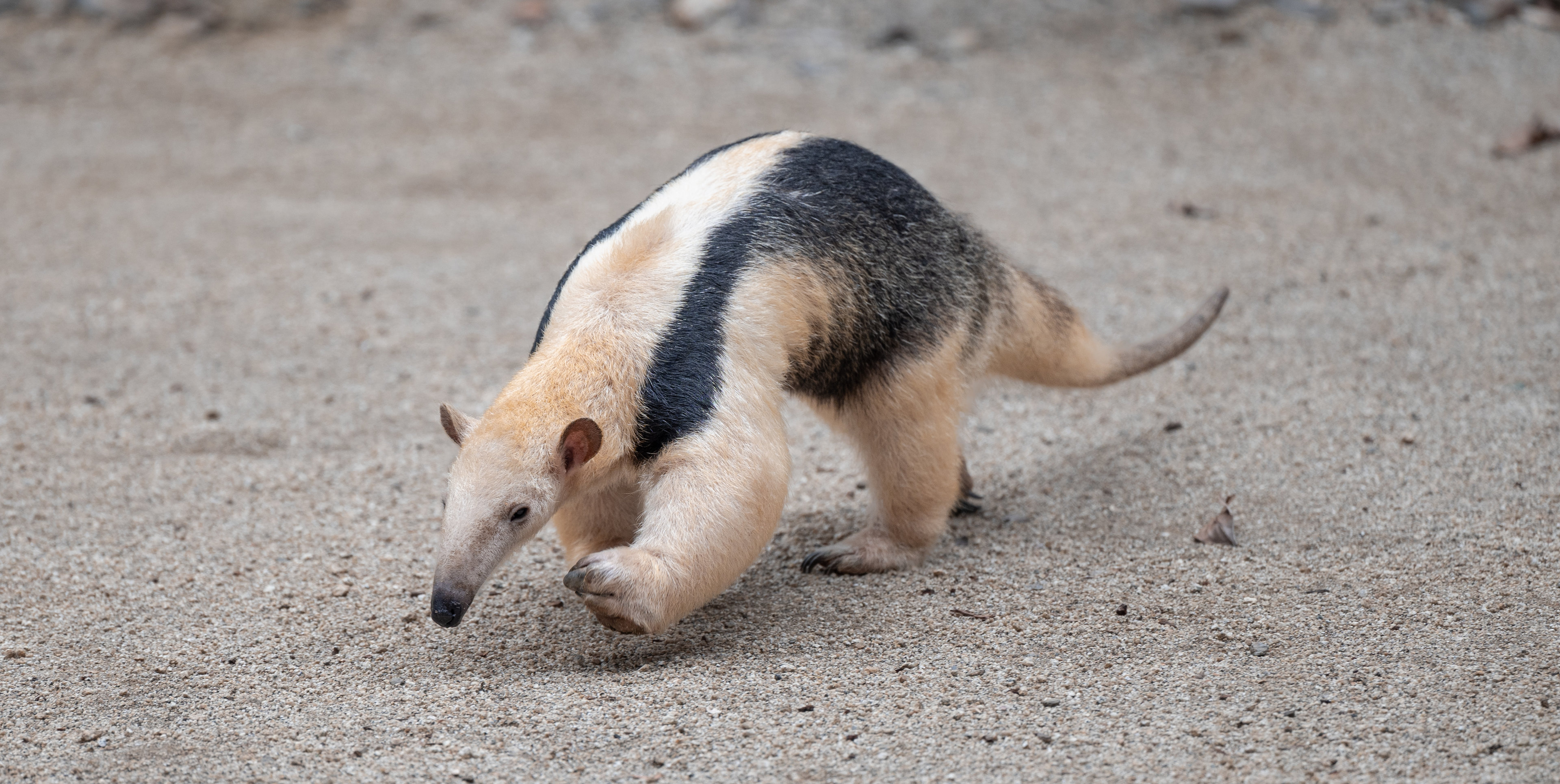 Southern Tamandua