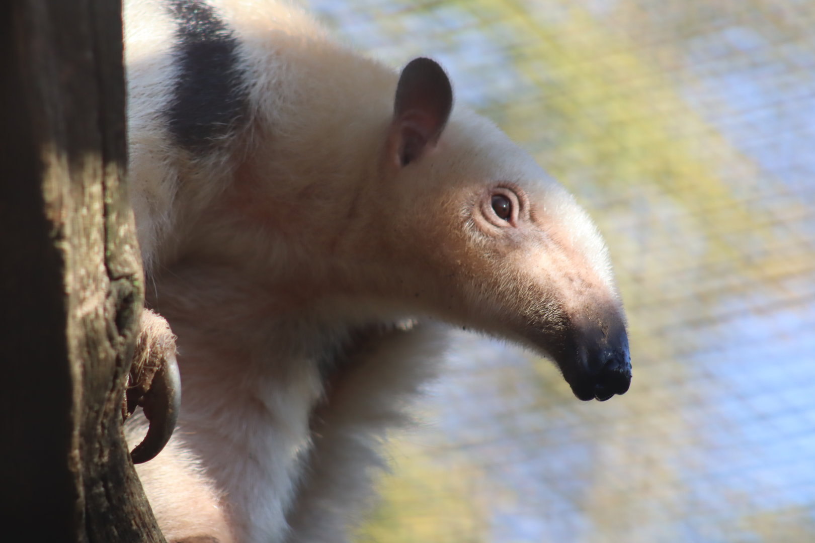Southern Tamandua