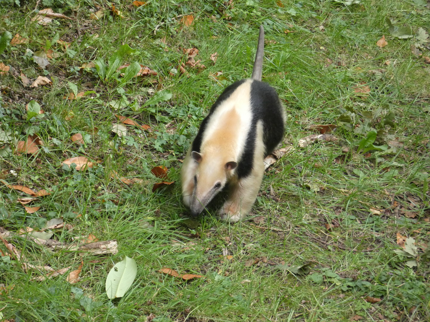 Southern tamandua