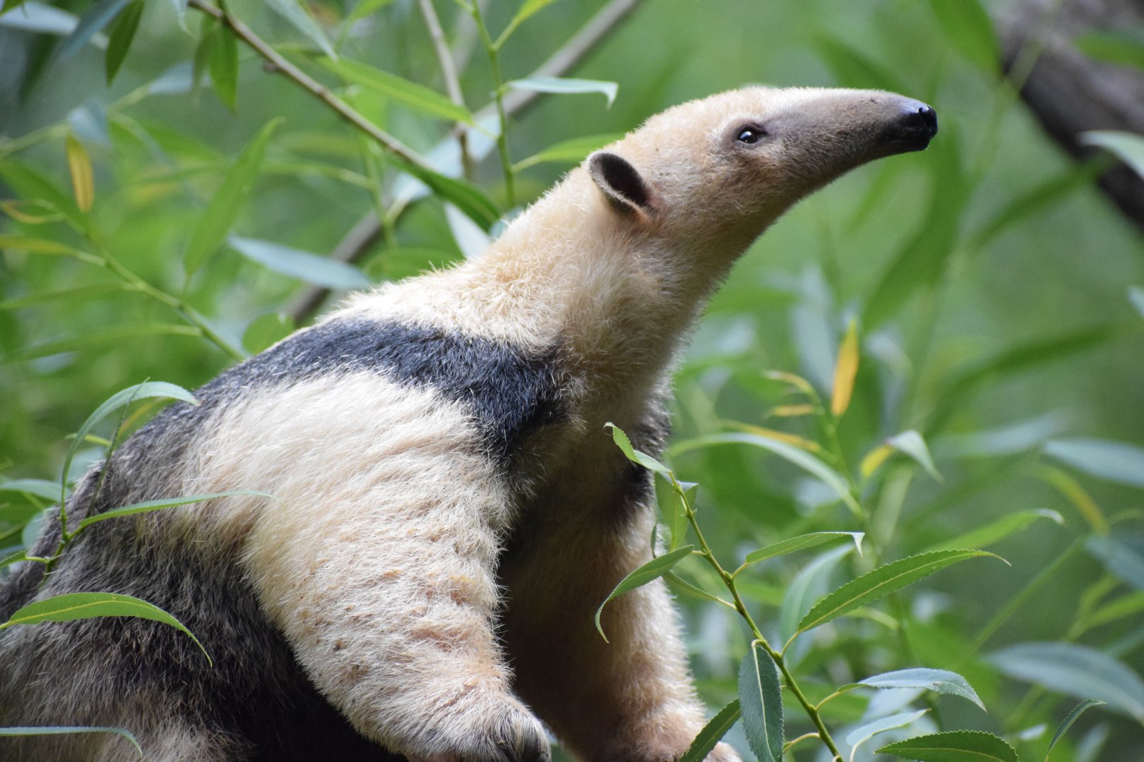 Southern tamandua