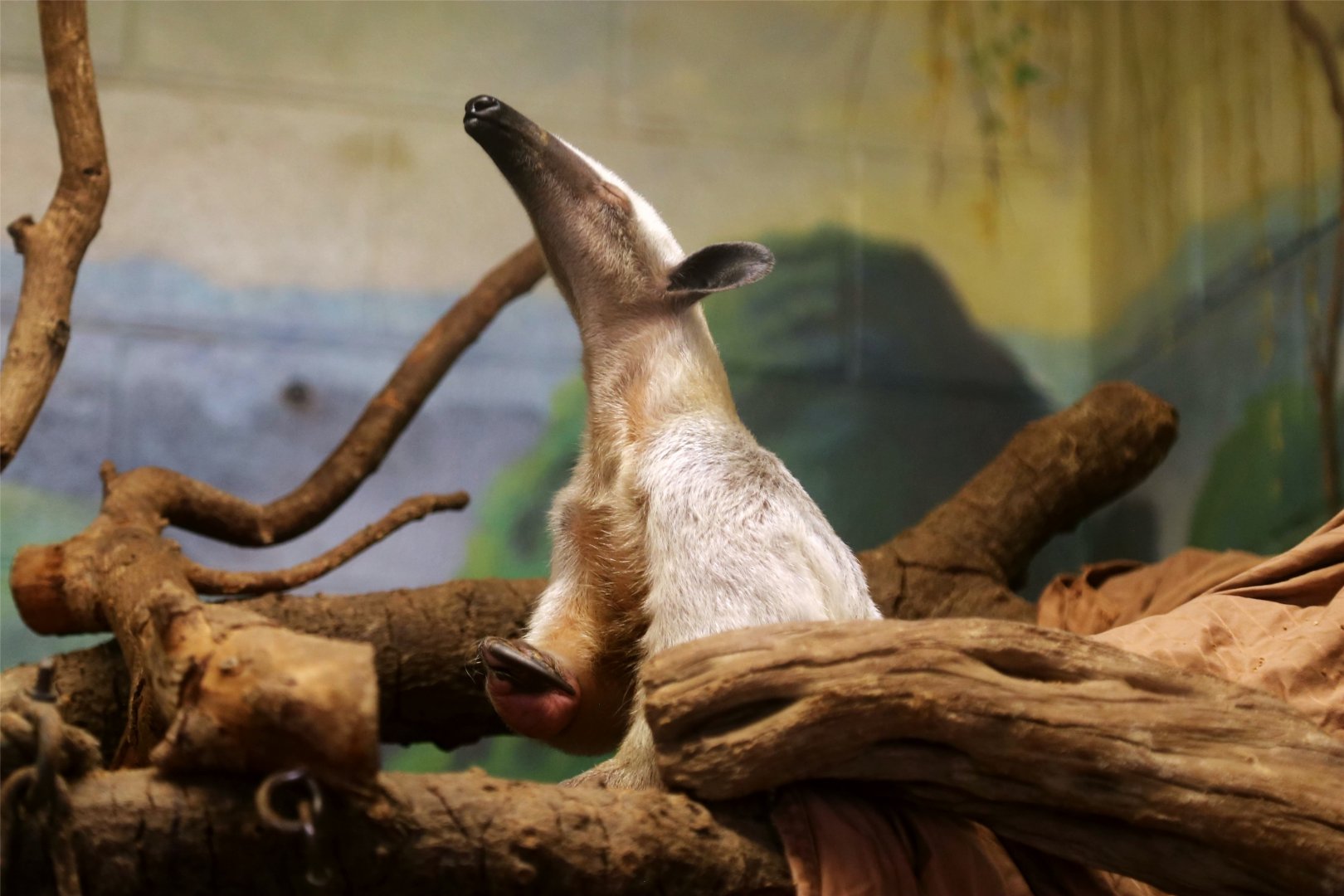 Southern Tamandua