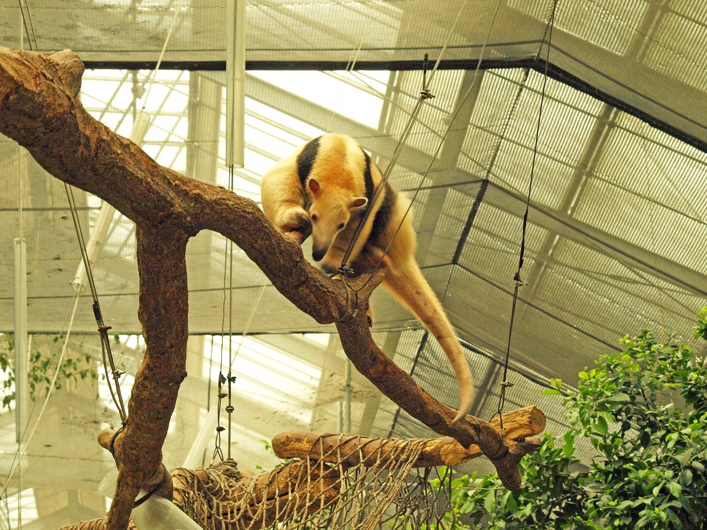 Southern tamandua