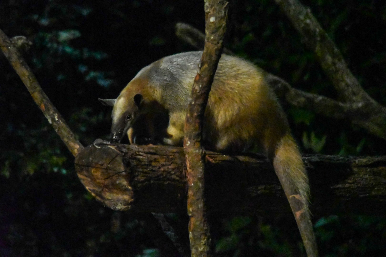 Southern Tamandua