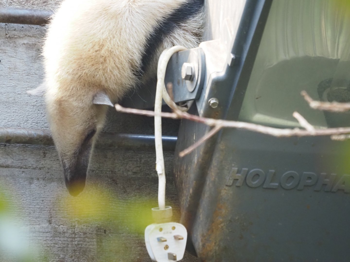 Southern Tamandua