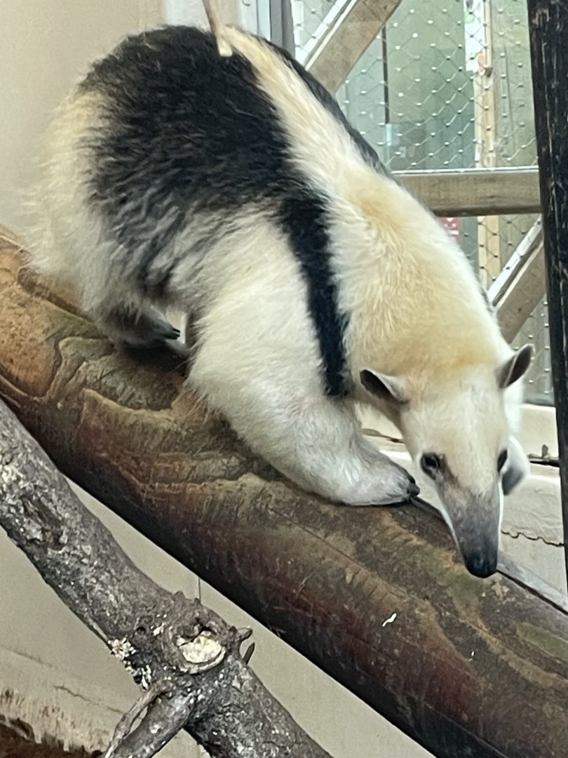 Southern Tamandua