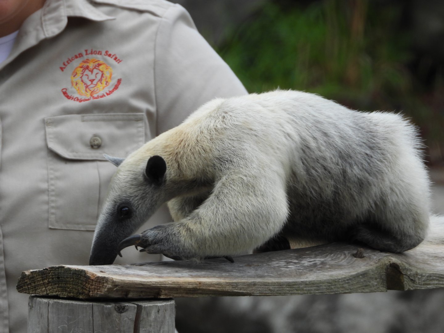 Southern tamandua