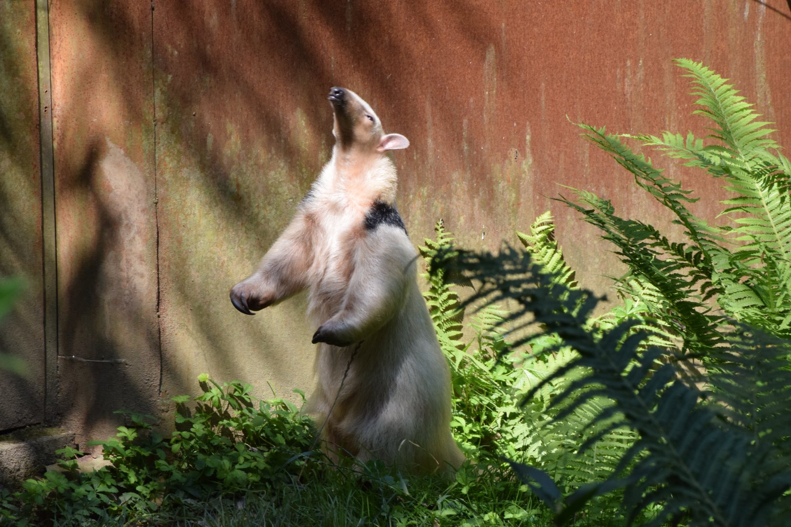 Southern tamandua
