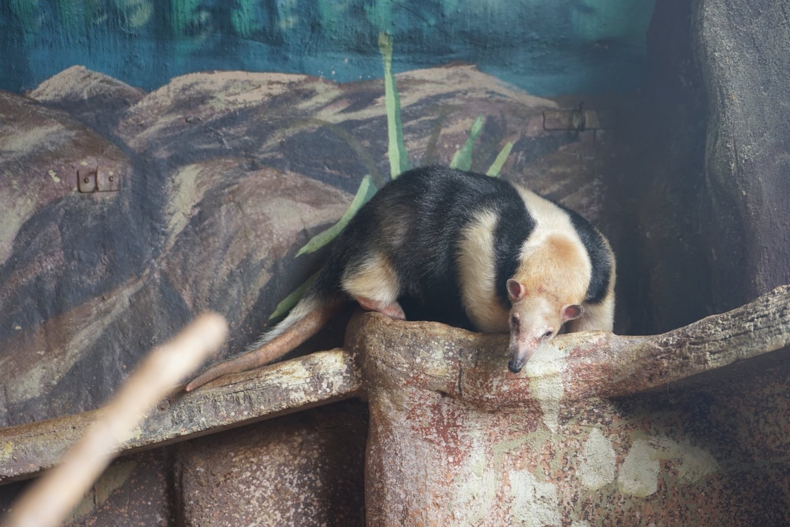 Southern Tamandua