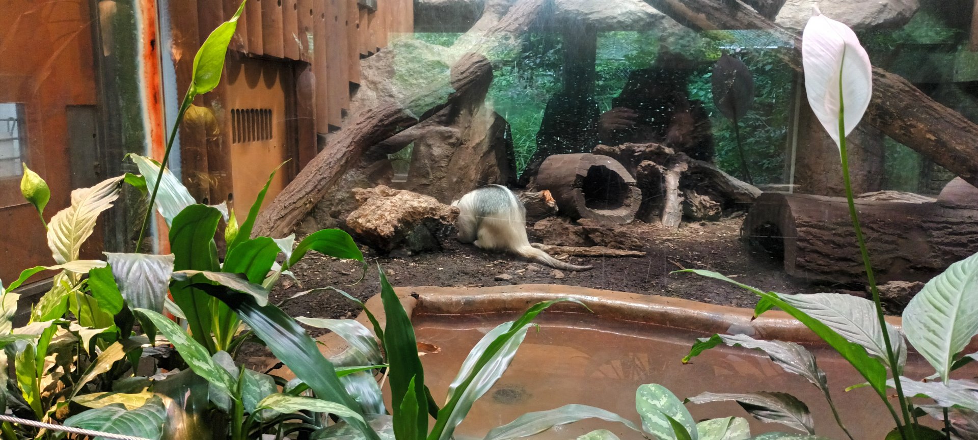 Southern Tamandua