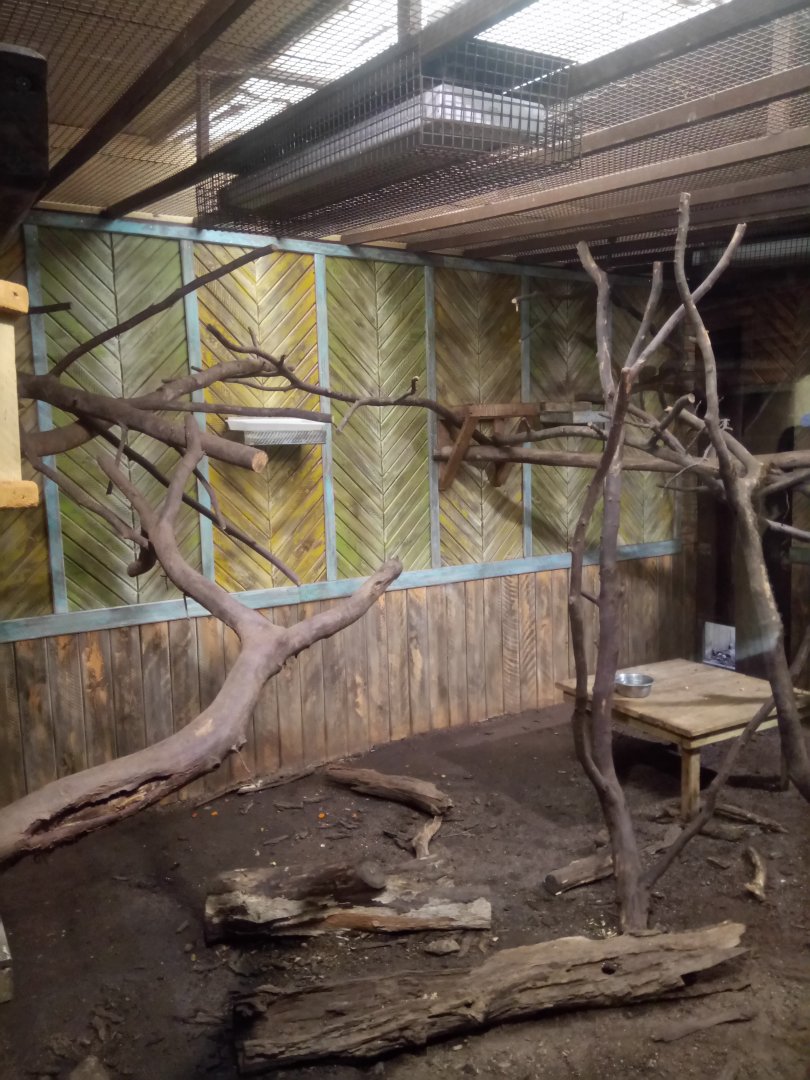 Southern Tamanduas Indoor Exhibit