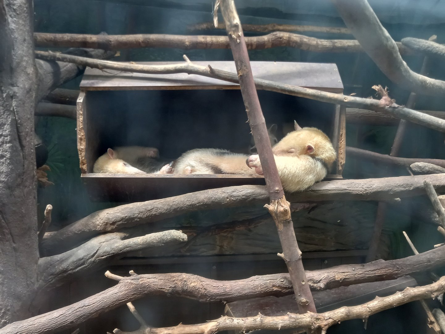 Southern tamanduas sleeping