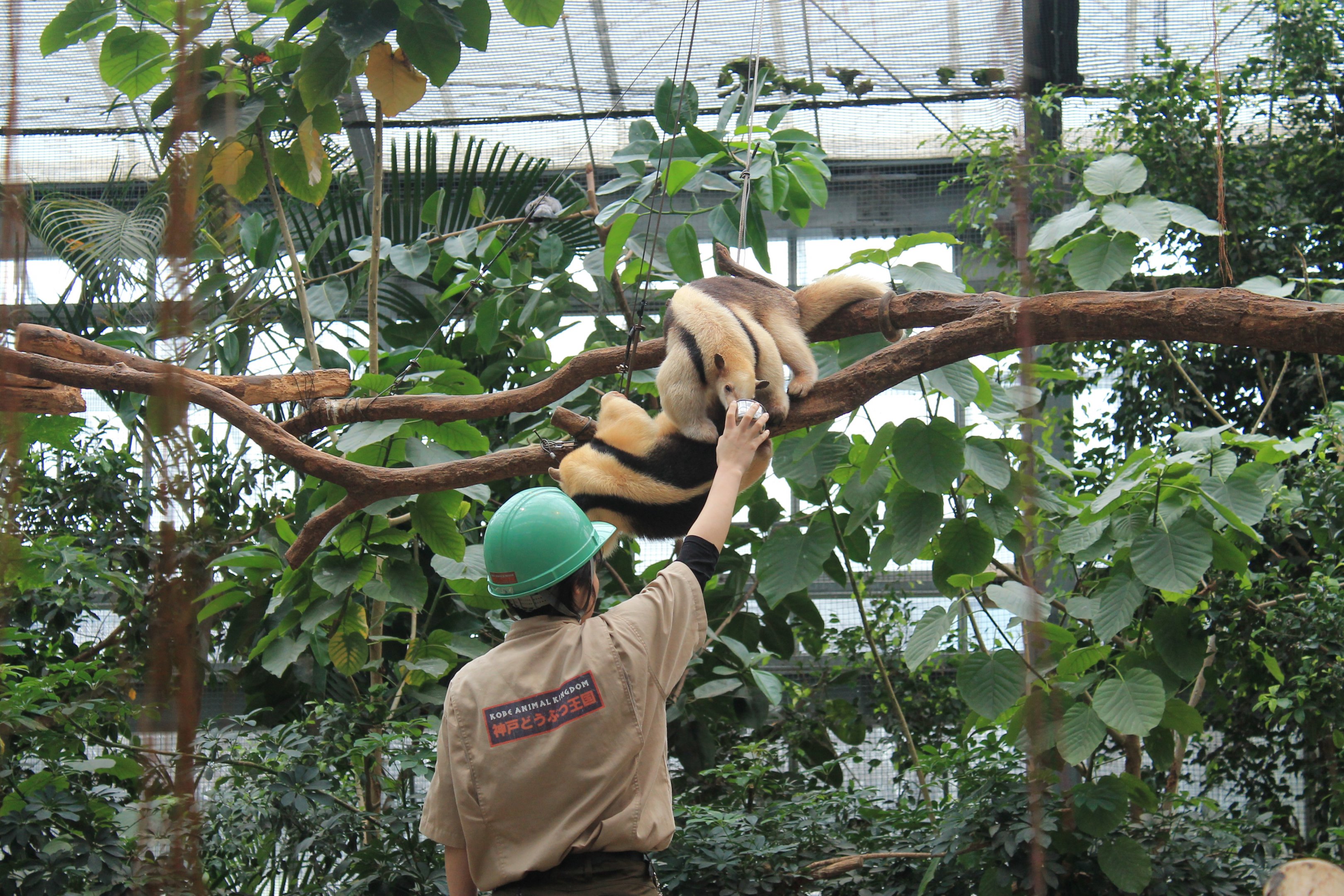 Southern Tamanduas (Tamandua tetradactyla)