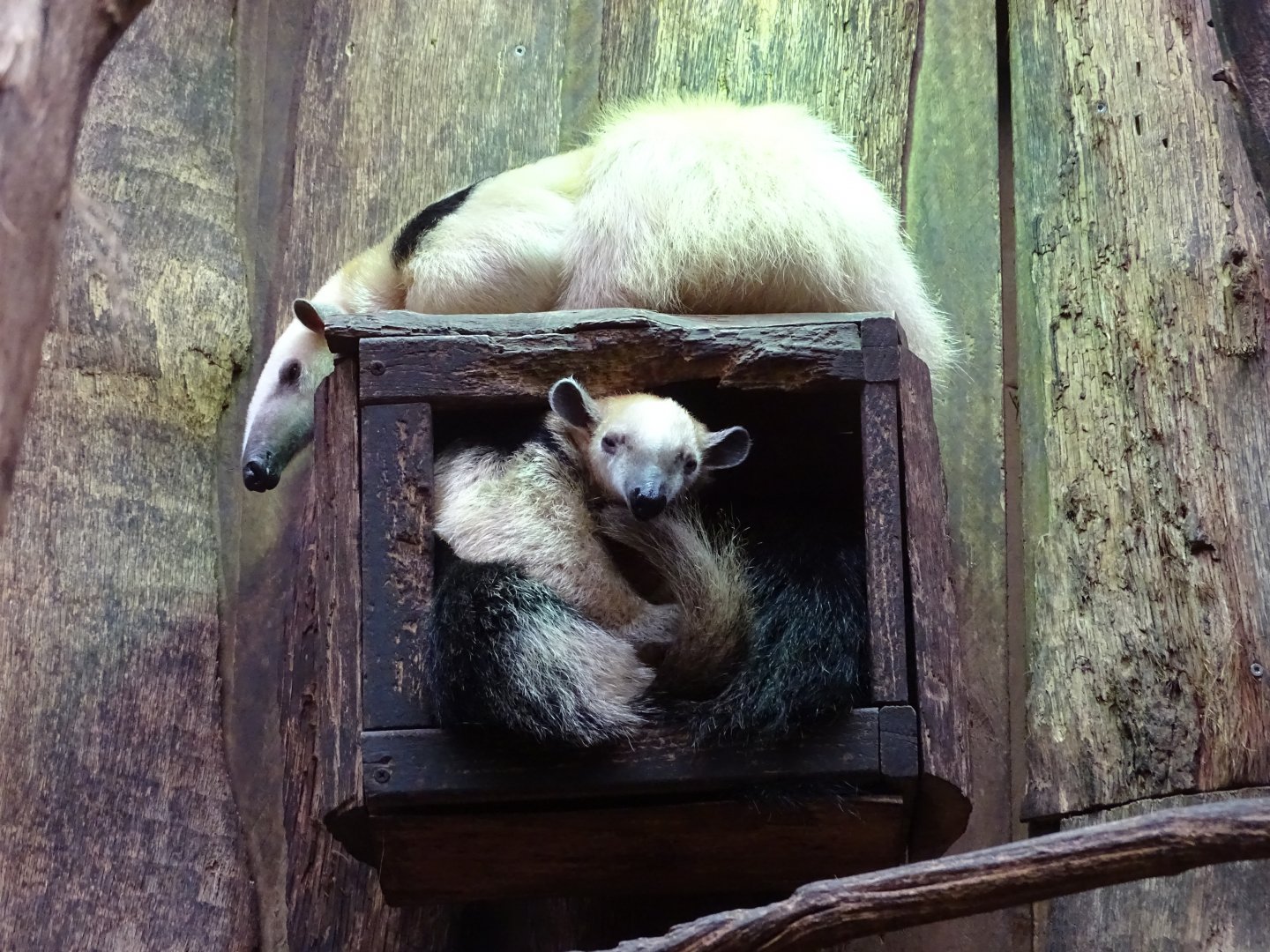 Southern tamanduas (Tamandua tetradactyla)
