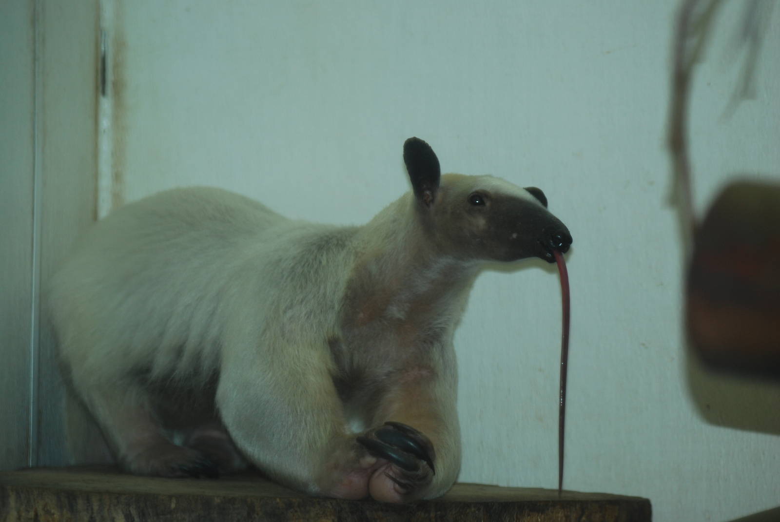 Southern tamandua's tongue, 18/12/2012