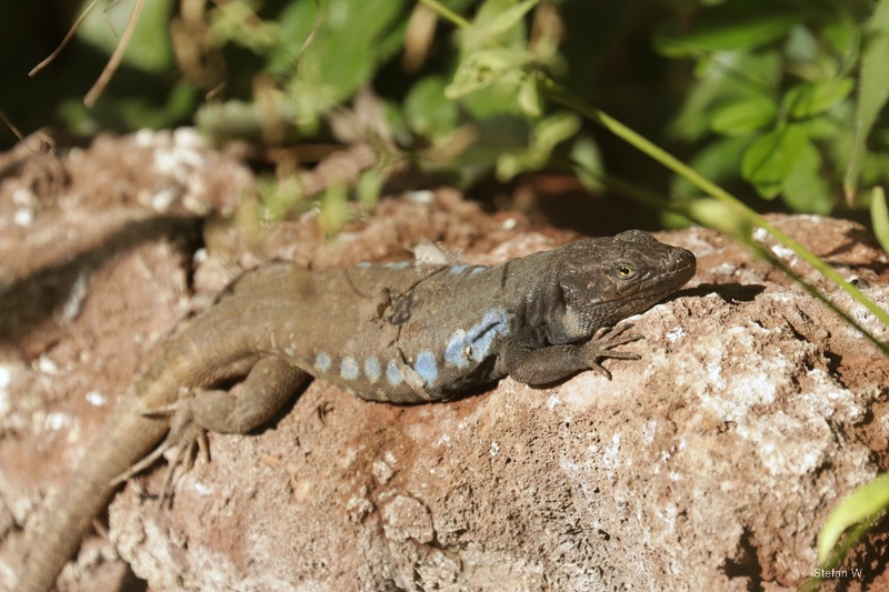 Southern Tenerife lizard (Gallotia galloti galloti)