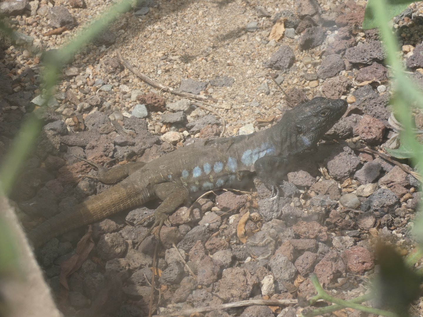 Southern Tenerife lizard