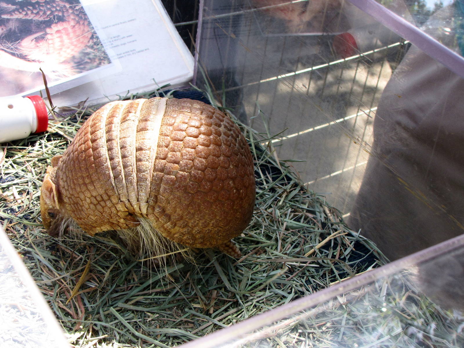 Southern Three-banded Armadillo - Animals and You