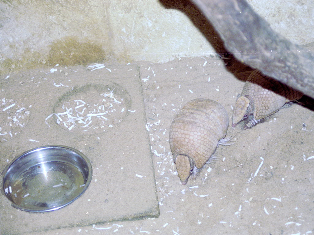 Southern Three-banded Armadillo at Amazon World 28/05/2005
