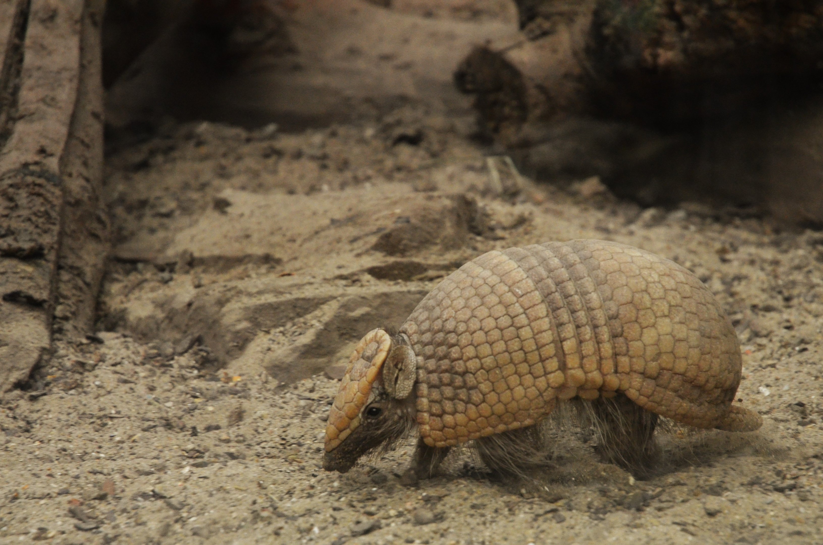 Southern Three-banded Armadillo at Biotropica, 16/06/18